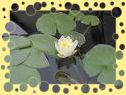 jardin5