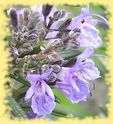 jardin7