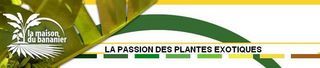 la maison du bananier
